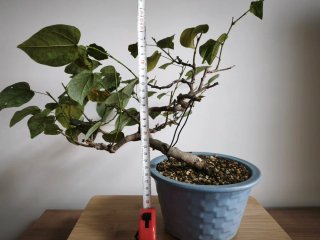 Bonsái Cercis