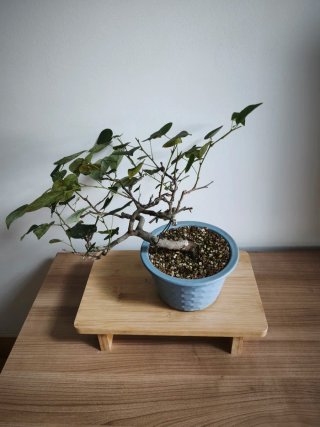 Bonsái Cercis
