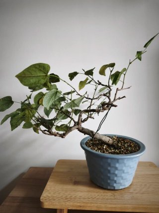 Bonsái Cercis