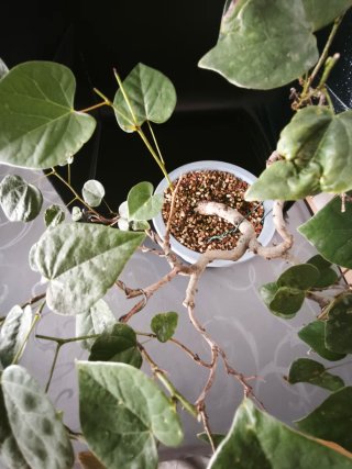 Bonsái Cercis