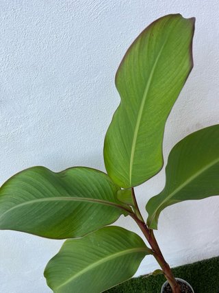 Planta Canna Flores Rojas