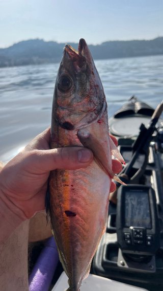 KAYAK DE PESCA TOP JACKSON KAYAK CUDA 14 + SONDA