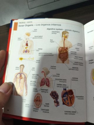 Diccionario Visual Inglés Español