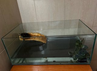 Tortuguero/acuario de cristal