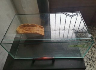 Tortuguero/acuario de cristal