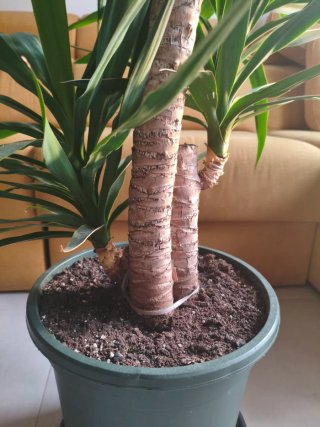 Planta Yuca 3 troncos