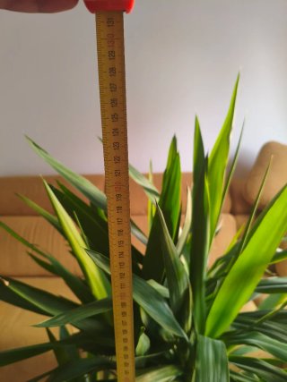 Planta Yuca 3 troncos