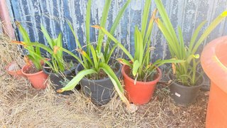 Planta de Amarilis