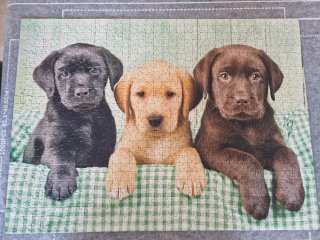 Puzzle 1000 piezas 3 cachorros Labrador