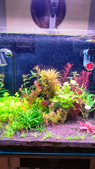 Planta acuario ,Eurocarion hong