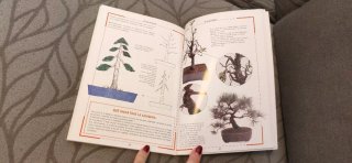 El cultivo del bonsai