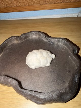 Terrario, piscina, cajita, lamparas y comida