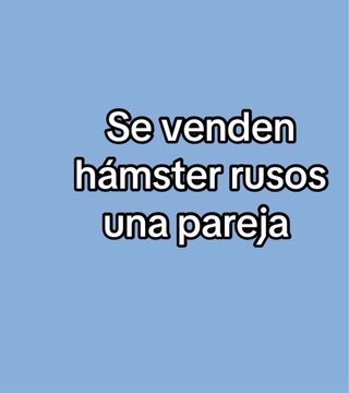 hámster ruso