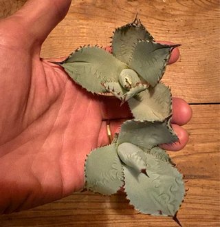 Agave Parryi