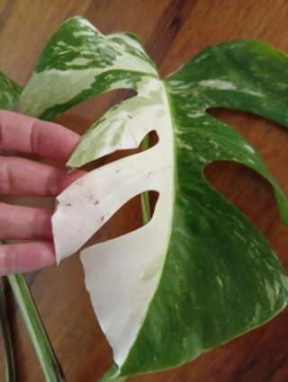 Monstera Albo Variegata