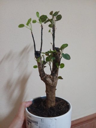 Bonsai Polyscias Ikea
