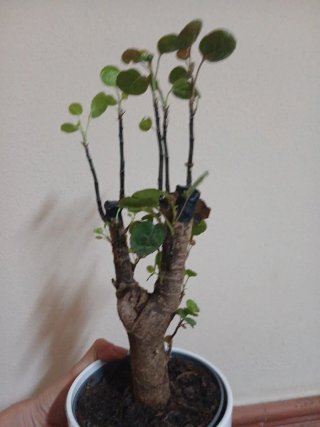 Bonsai Polyscias Ikea