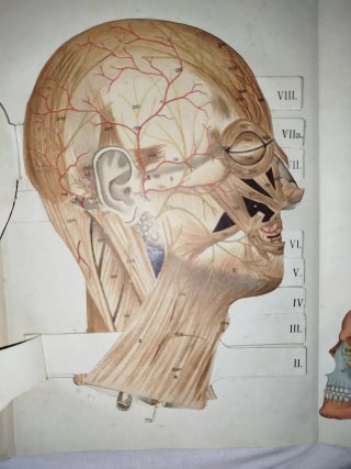 Atlas Anatómico J. F. Schreiber antiguo