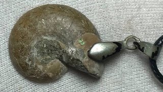 Colgante Plata Ley Fósil Ammonite + Regalo