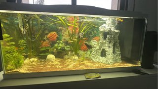 Pecera 71L