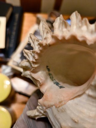 Caracola decorativa grande