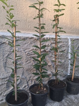 Melograno wonderful (punica gratum)