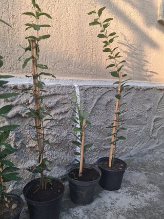 Melograno wonderful (punica gratum)
