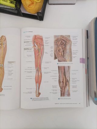 Anatomia umana
