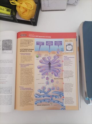 Anatomia umana