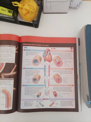 Anatomia umana