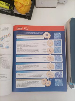 Anatomia umana
