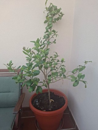 Limonero Lunero