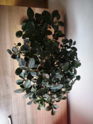 Bonsái Ligustrum