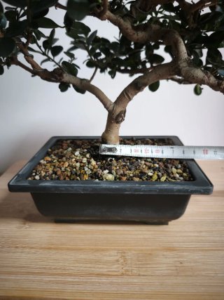 Bonsái Ligustrum