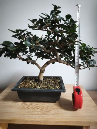 Bonsái Ligustrum