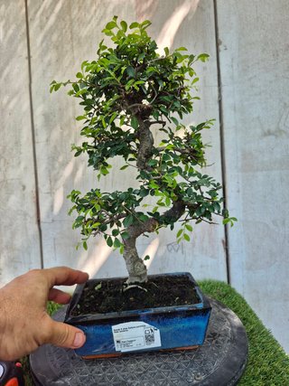 Bonsái Zelkova Parvifolia 8A2