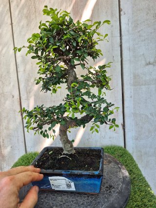 Bonsái Zelkova Parvifolia 8A2