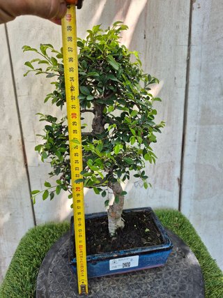 Bonsái Zelkova Parvifolia 8A2