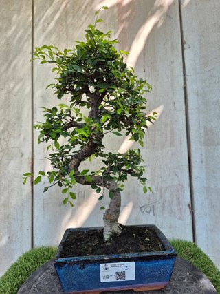 Bonsái Zelkova Parvifolia 8A2