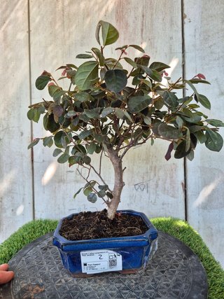Bonsái Loropetalum 7a2