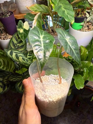 1 Alocasia Polly Planta