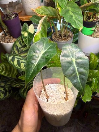 1 Alocasia Polly Planta