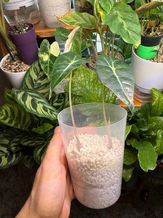 1 Alocasia Polly Planta