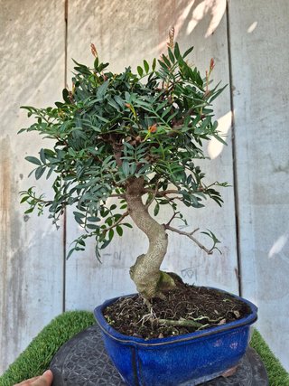 Bonsai Pistacia Lentiscus 12A1