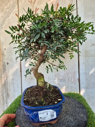 Bonsai Pistacia Lentiscus 12A1