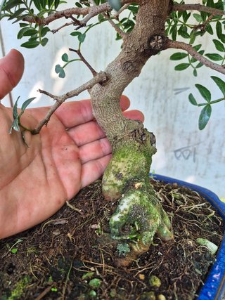 Bonsai Pistacia Lentiscus 12A1