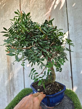 Bonsai Pistacia Lentiscus 12A1