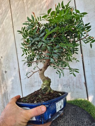 Bonsai Pistacia Lentiscus 12A1