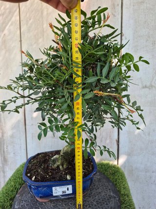 Bonsai Pistacia Lentiscus 12A1