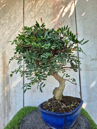 Bonsai Pistacia Lentiscus 12A1